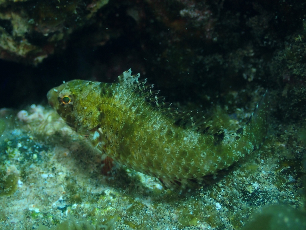 European Parrotfish