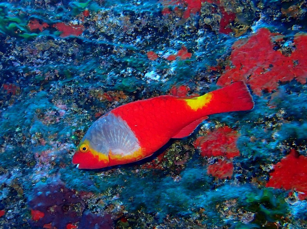 European Parrotfish
