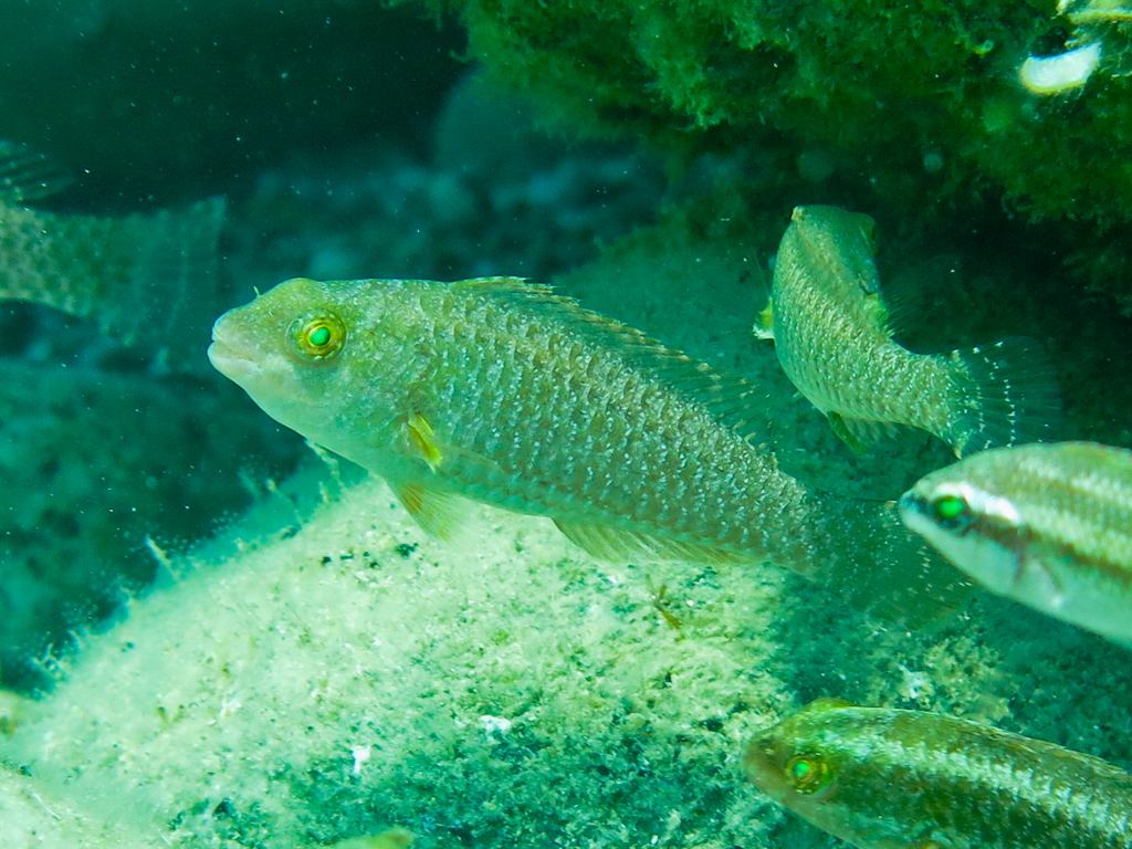 European Parrotfish