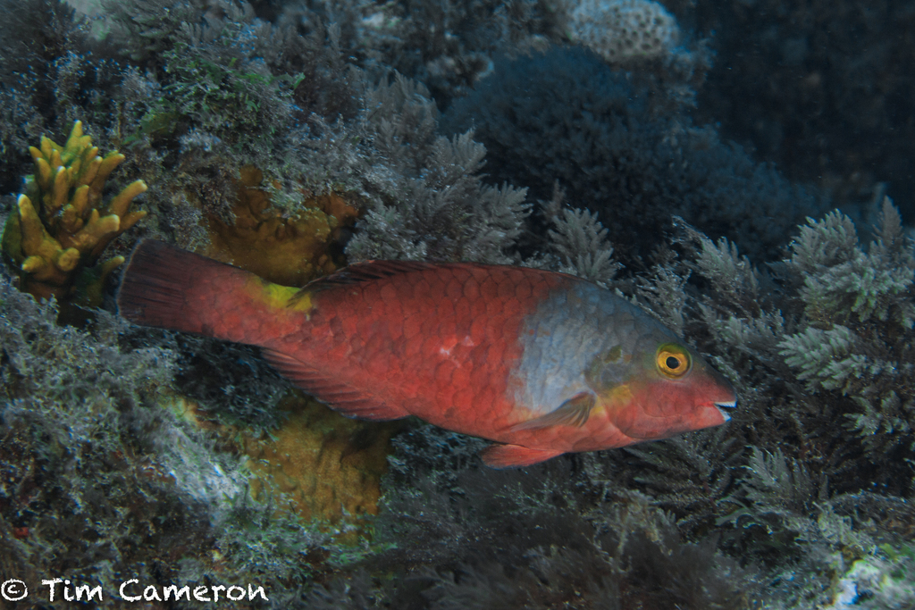 European Parrotfish