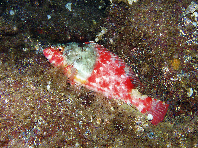 European Parrotfish