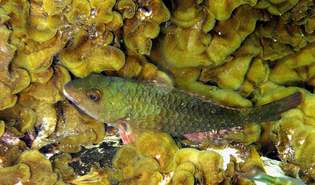 European Parrotfish