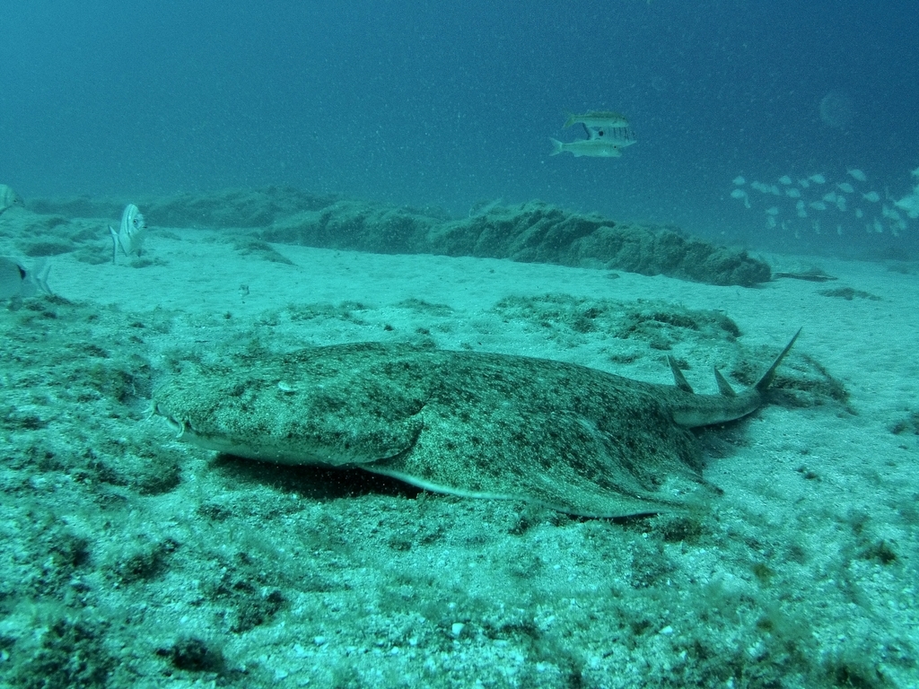 Angelshark