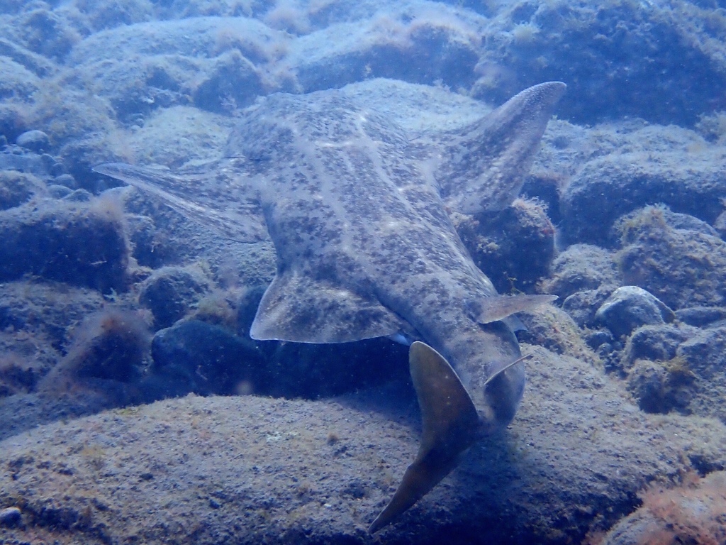 Angelshark