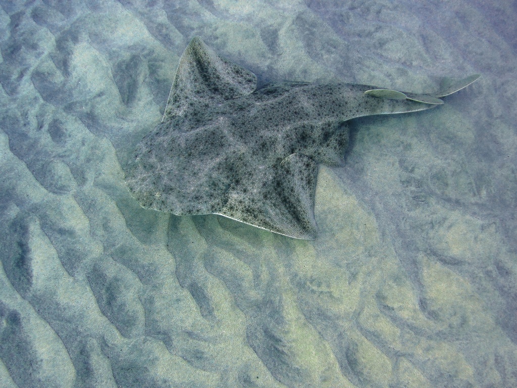 Angelshark