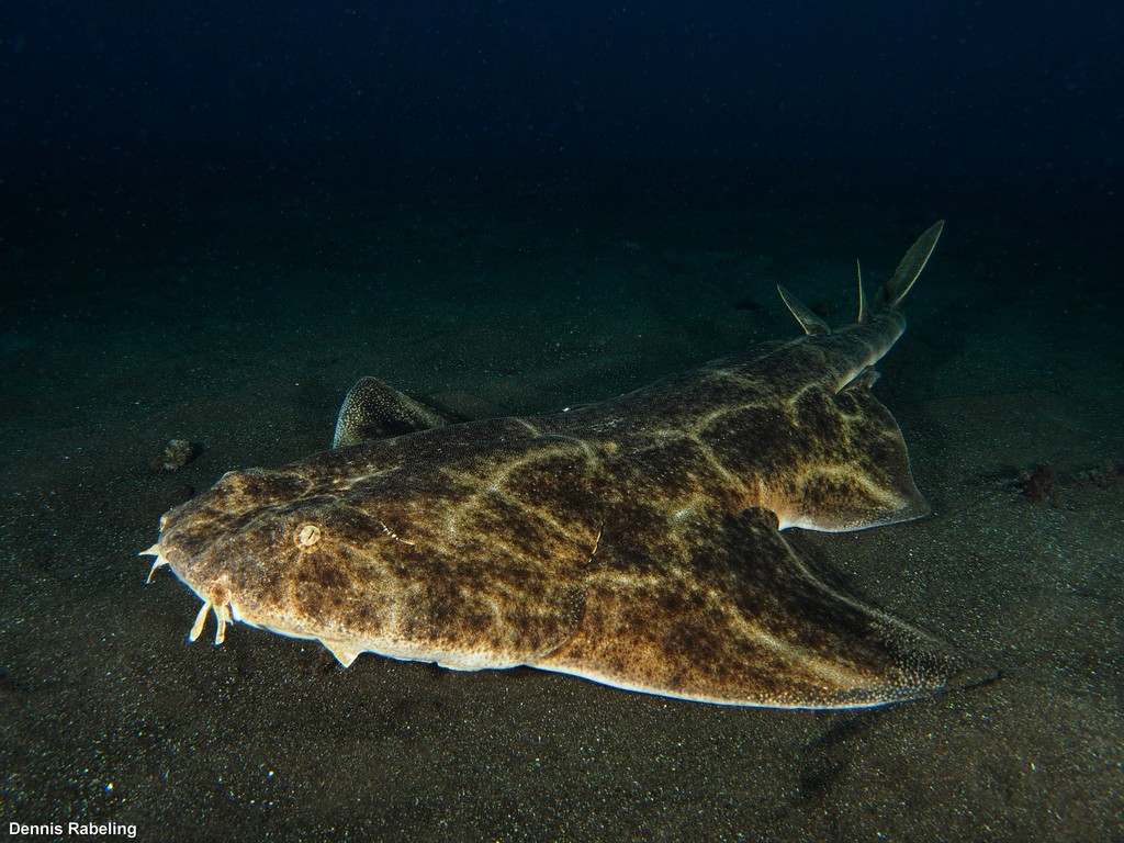 Angelshark