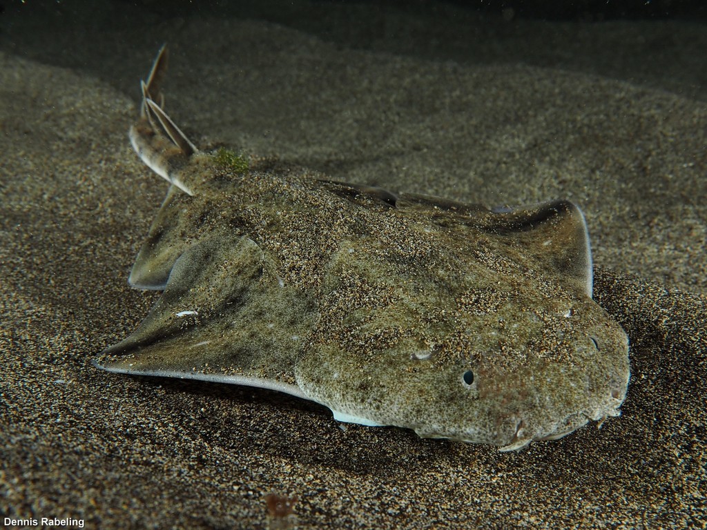 Angelshark