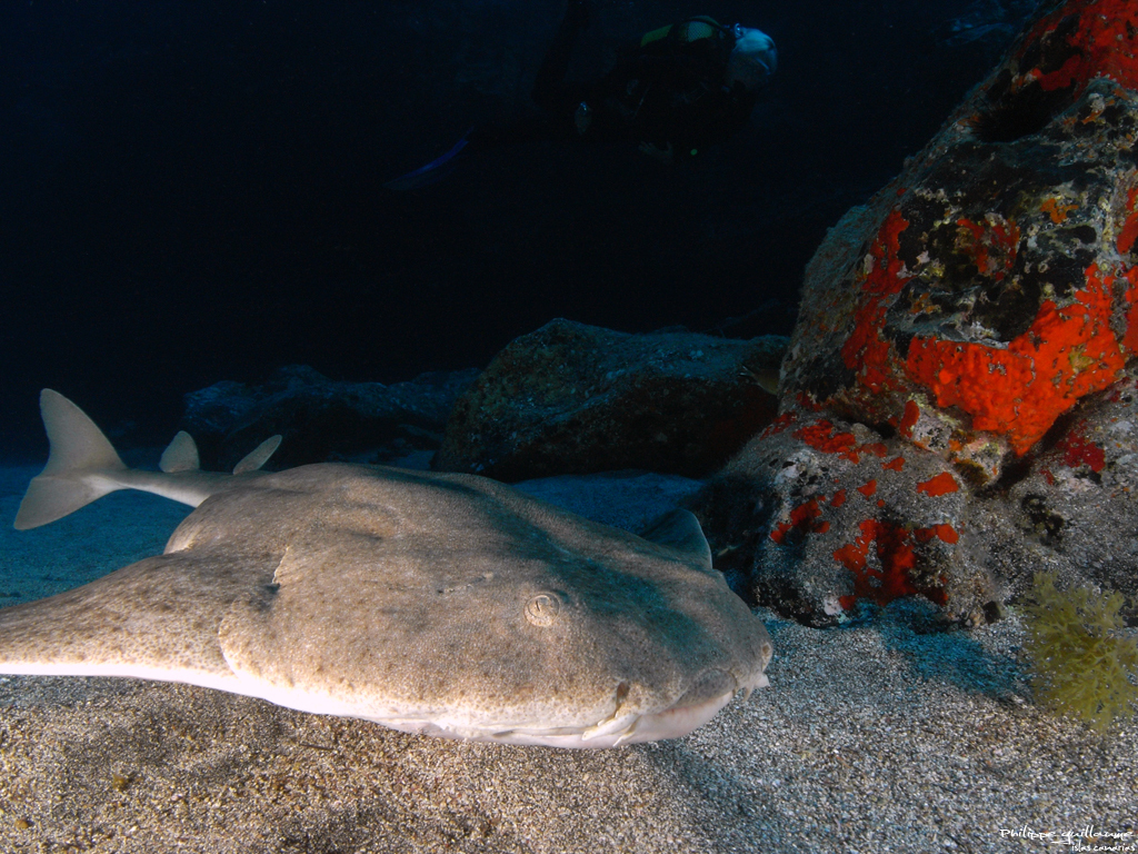 Angelshark