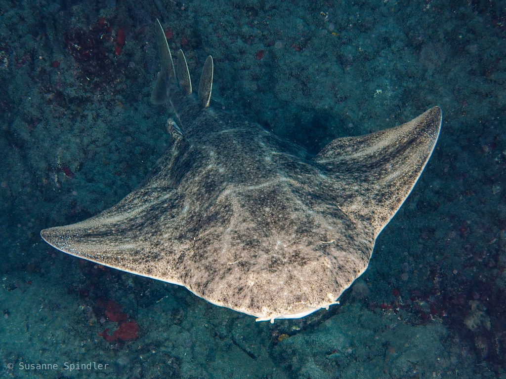 Angelshark
