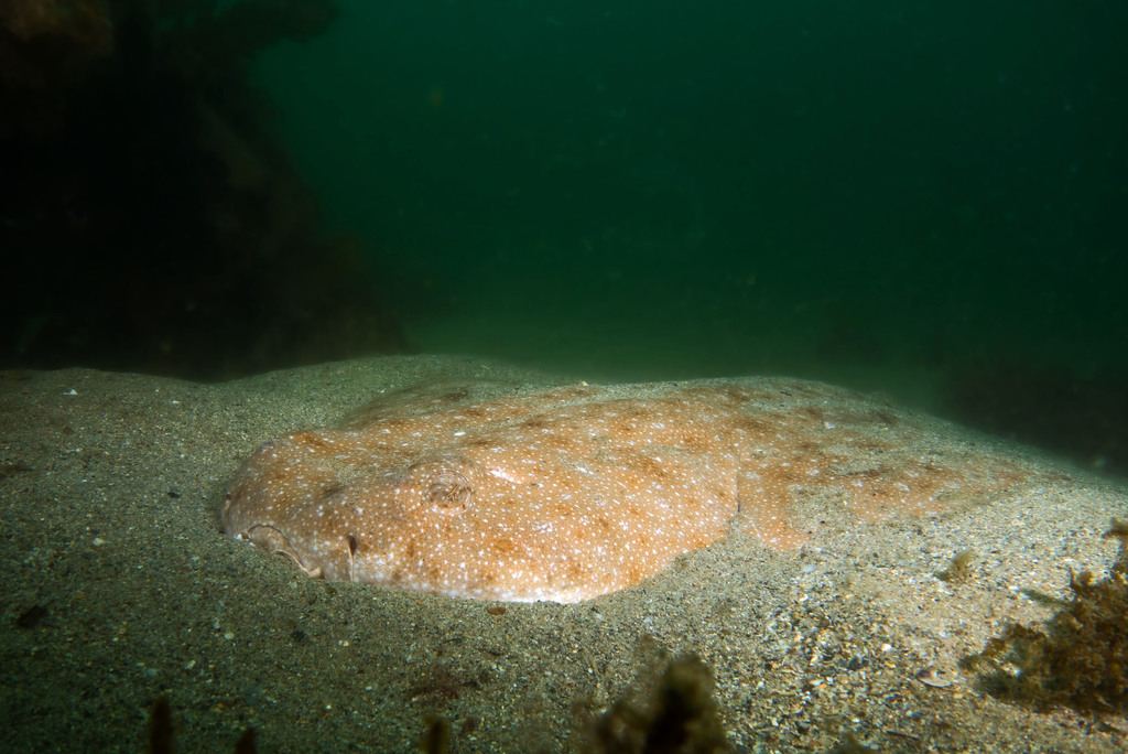 Angelshark