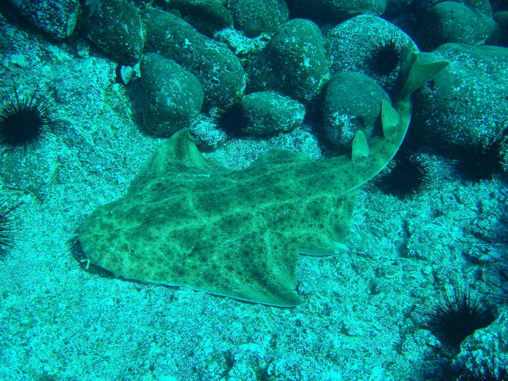 Angelshark
