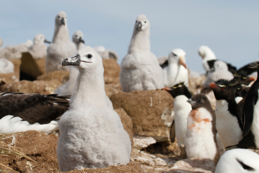 Black-browed Albatross
