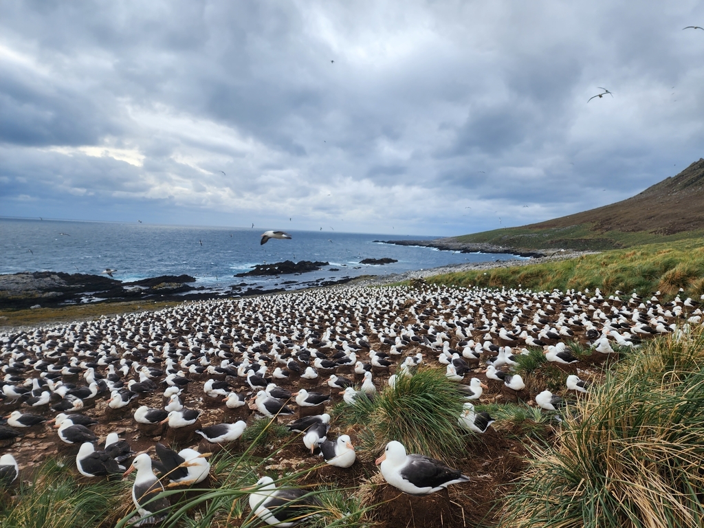 Black-browed Albatross