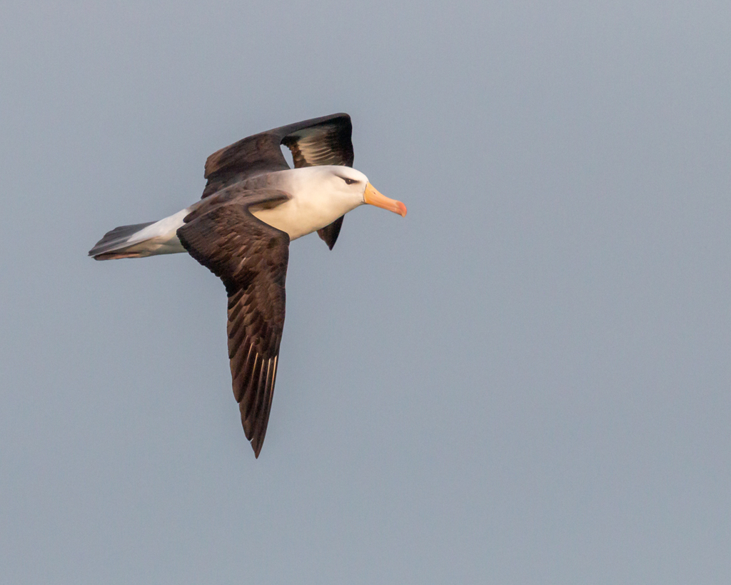 Black-browed Albatross