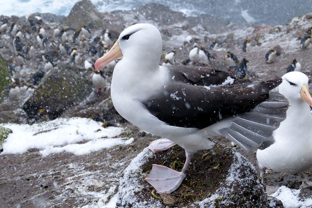 Black-browed Albatross