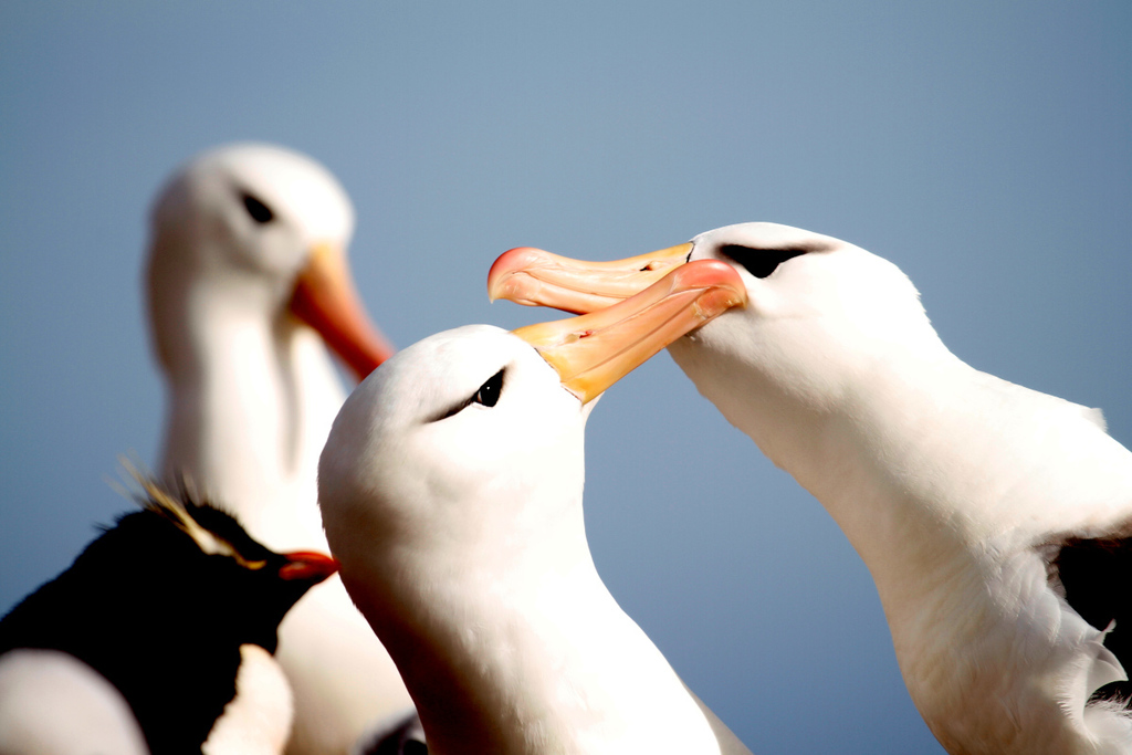 Black-browed Albatross
