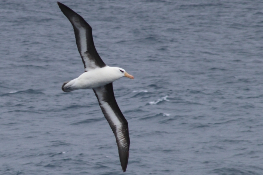 Black-browed Albatross