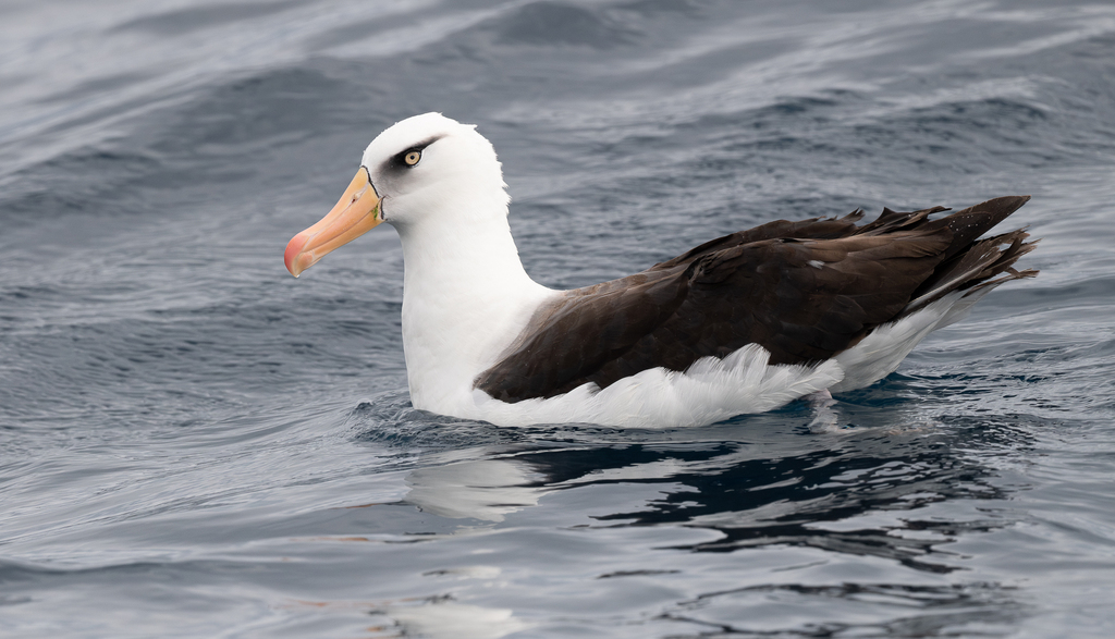 Black-browed Albatross