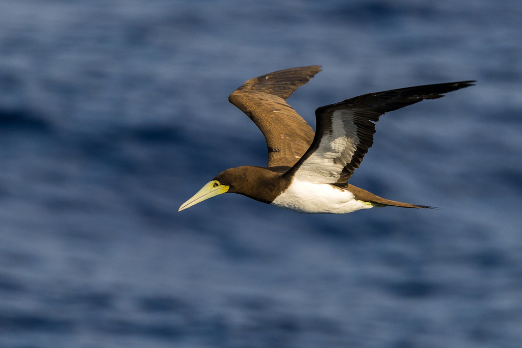 Brown Booby