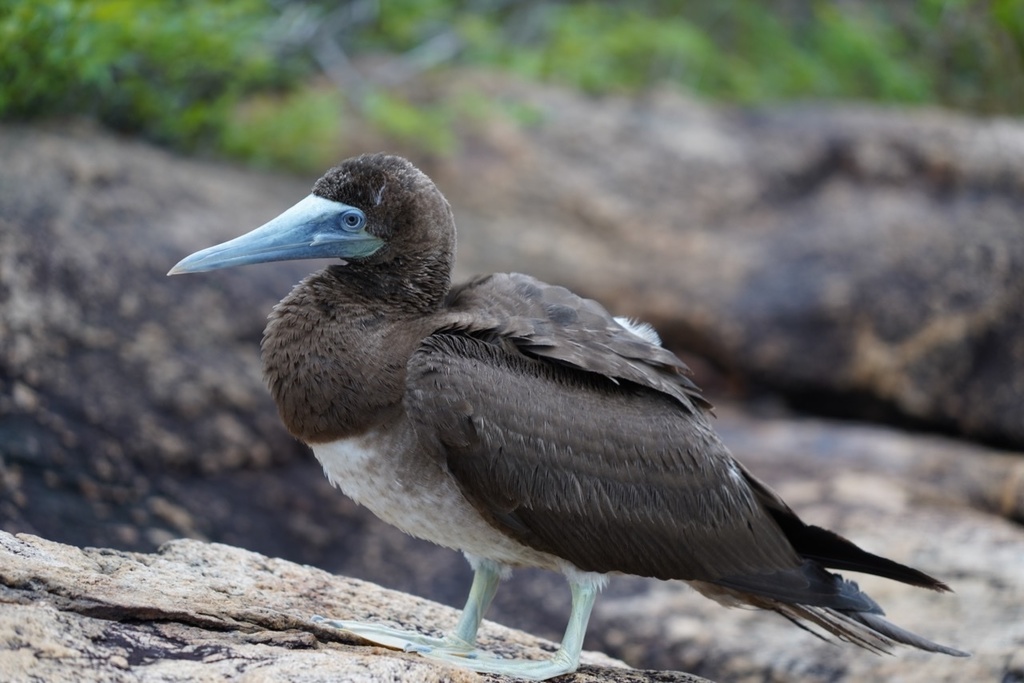 Brown Booby