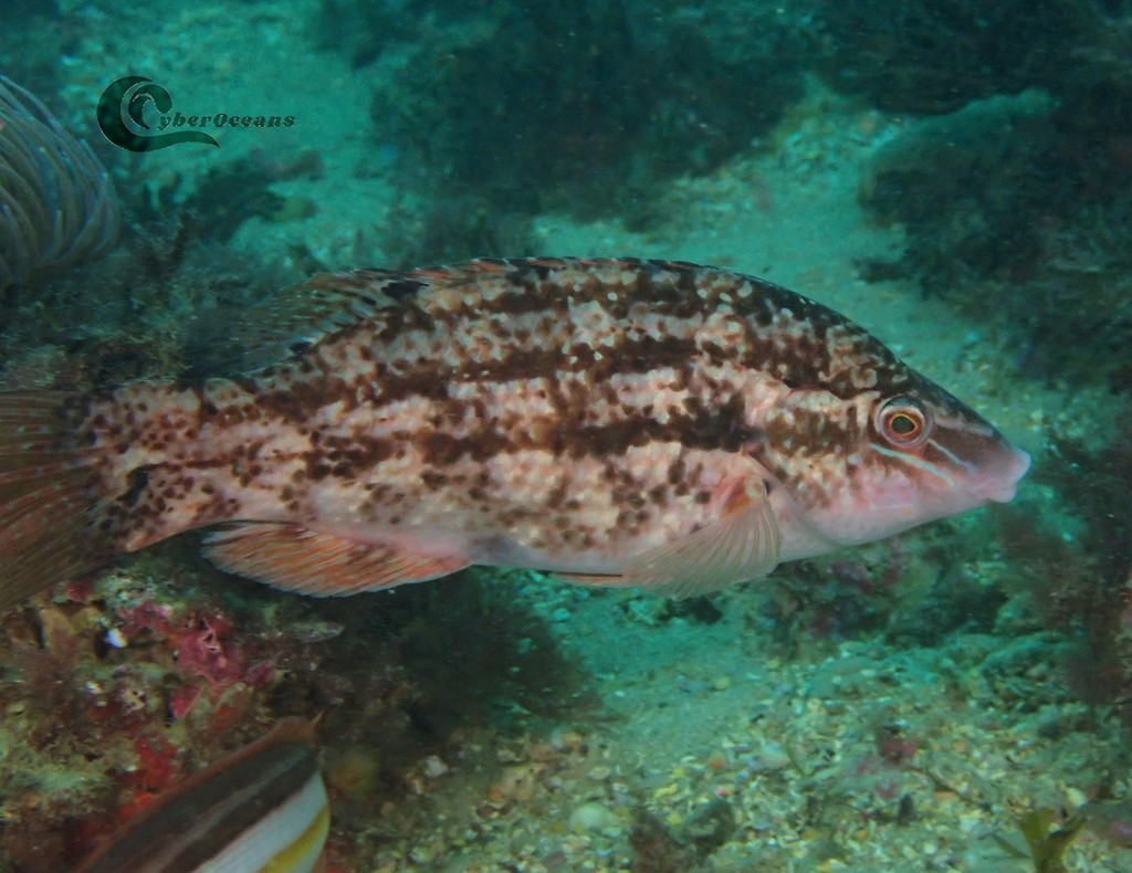 Baillon's Wrasse