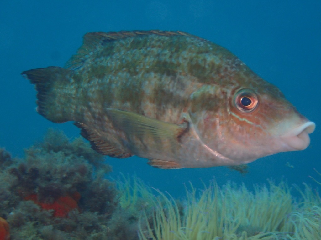 Baillon's Wrasse