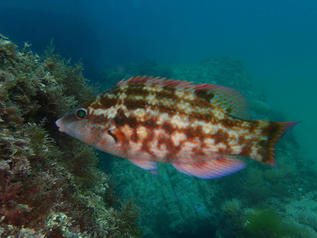 Baillon's Wrasse