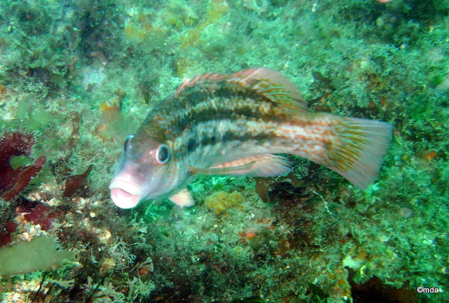 Baillon's Wrasse