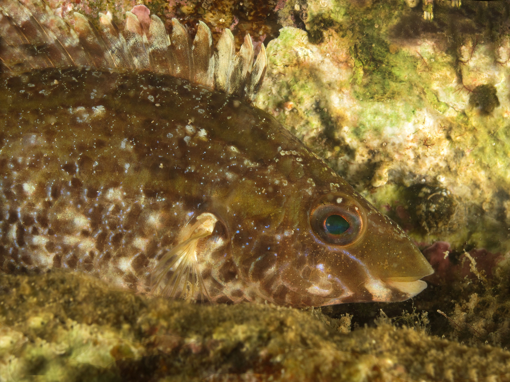 Grey Wrasse
