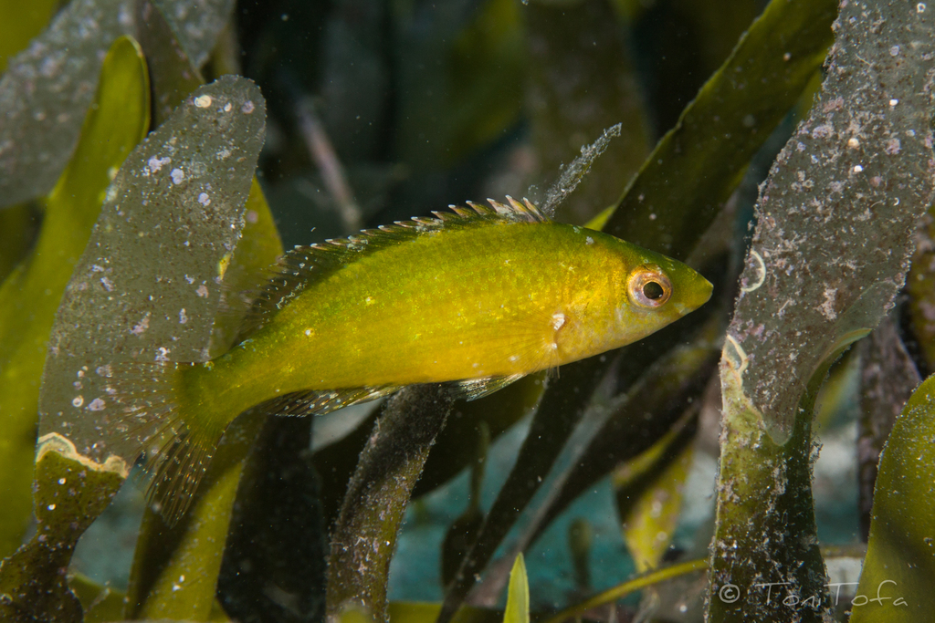Grey Wrasse