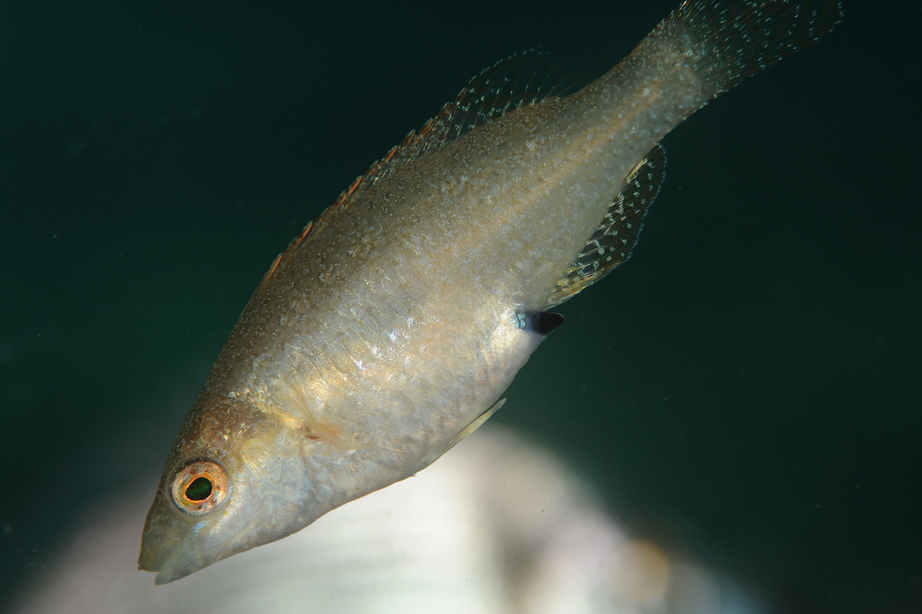 Grey Wrasse
