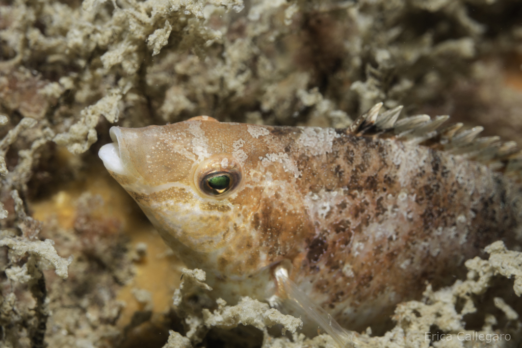 Grey Wrasse