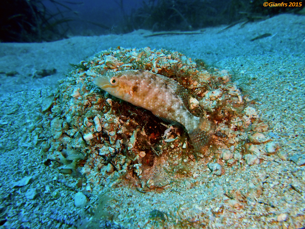 Grey Wrasse