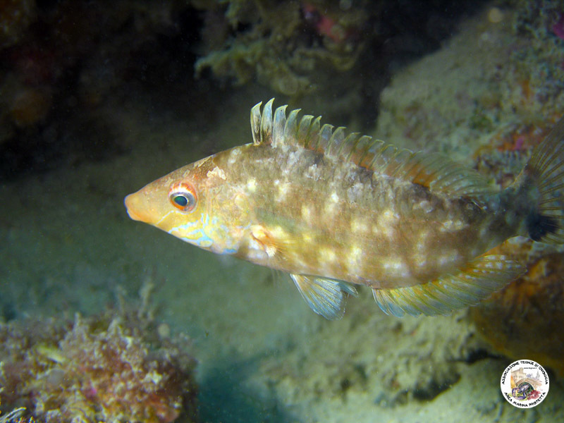 Grey Wrasse