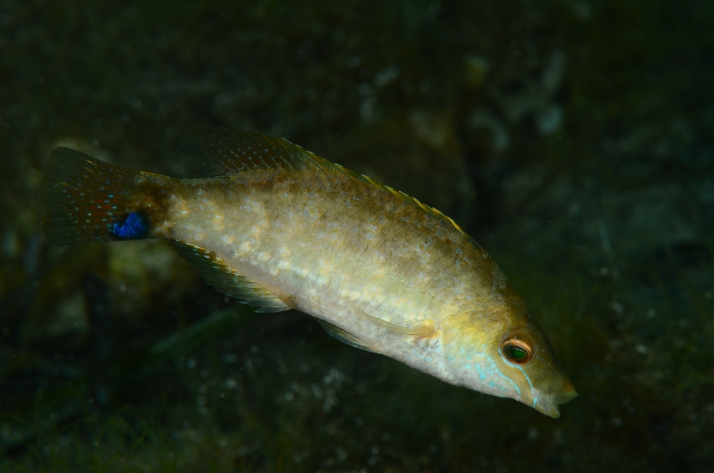 Grey Wrasse
