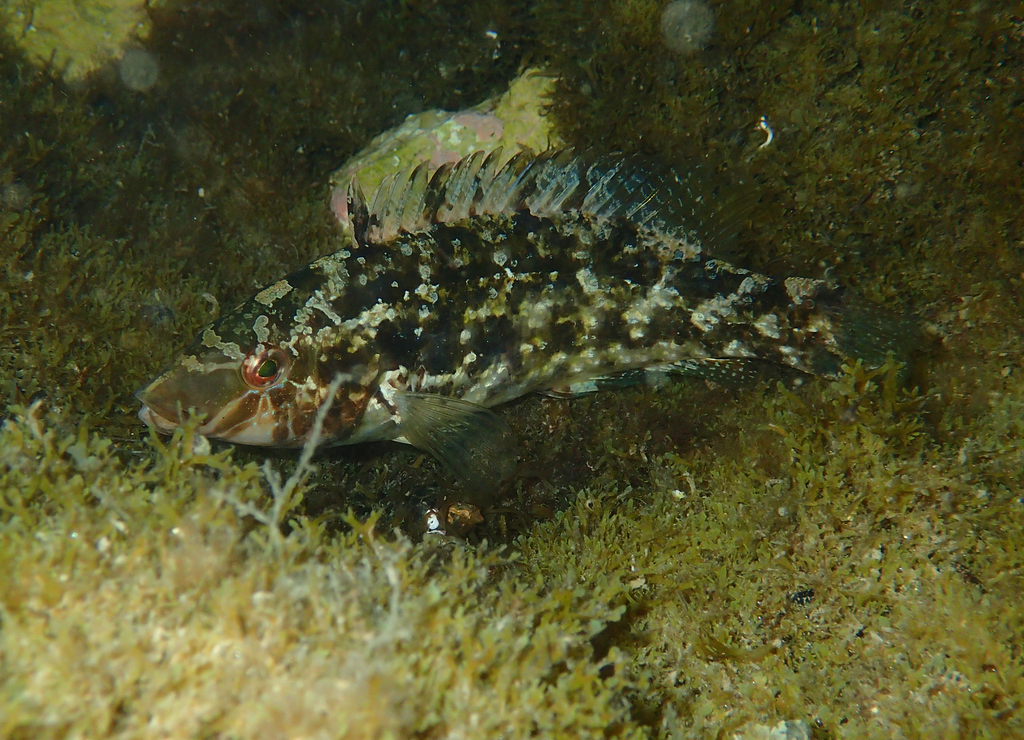 Grey Wrasse