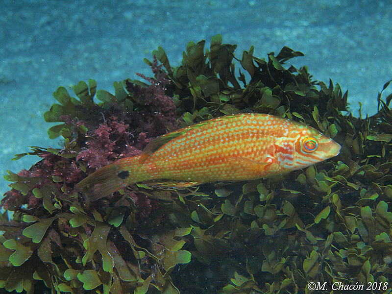 Corkwing Wrasse