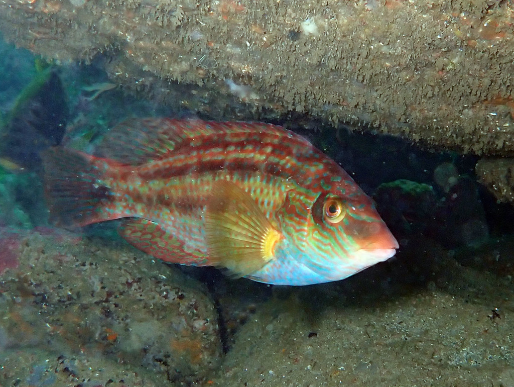 Corkwing Wrasse