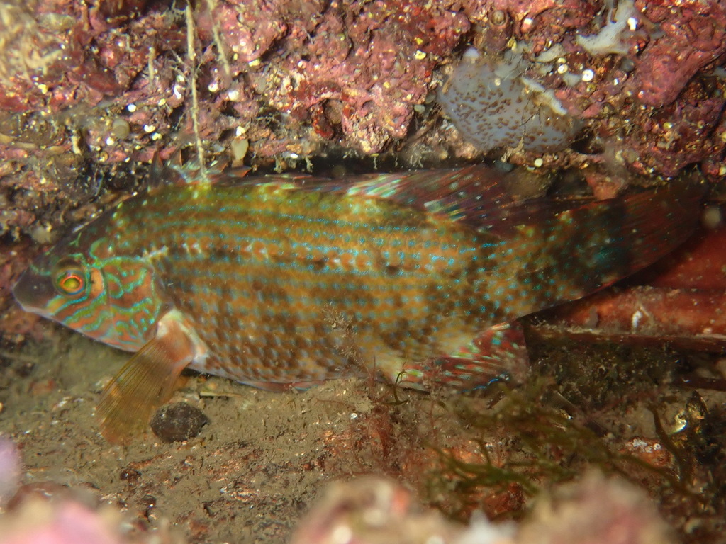 Corkwing Wrasse