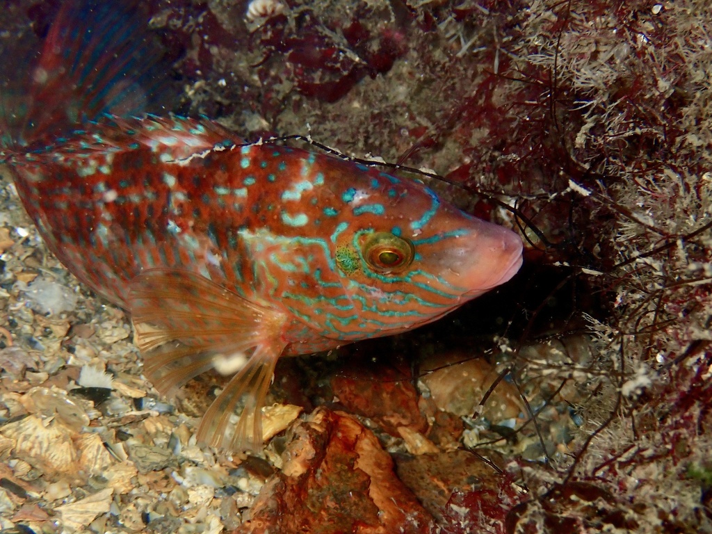 Corkwing Wrasse