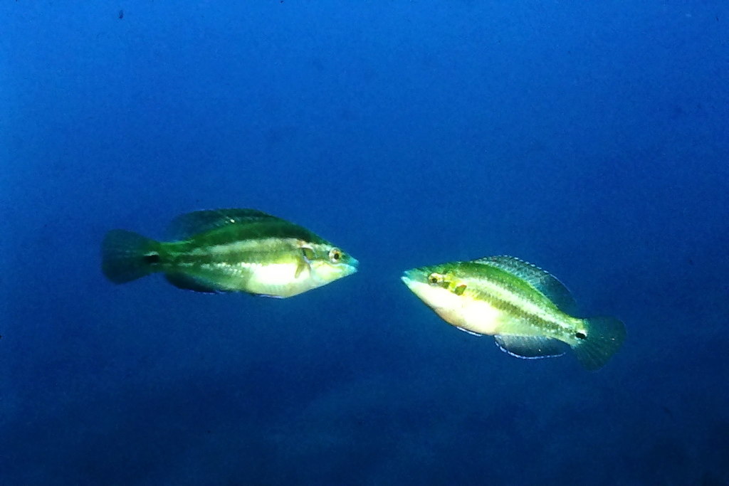 Ocellated Wrasse
