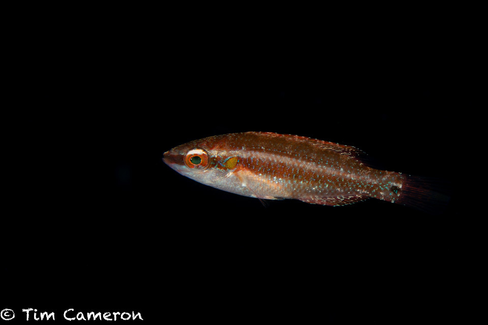 Ocellated Wrasse