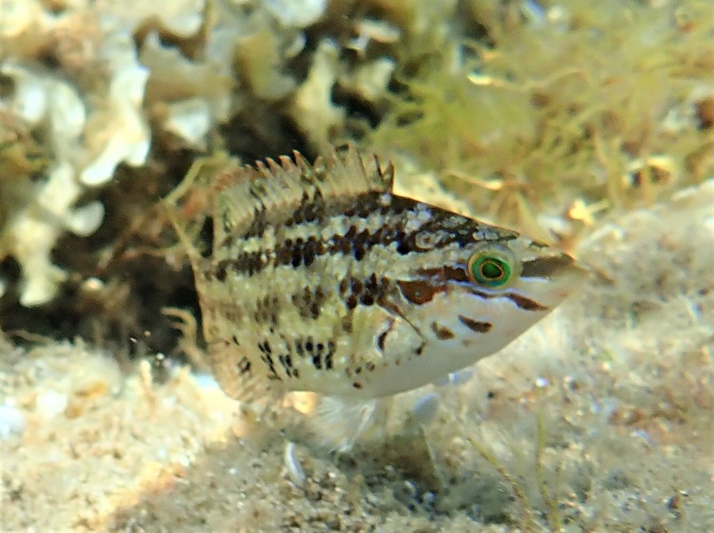 Five-spotted Wrasse