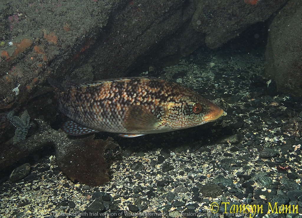 Ballan Wrasse