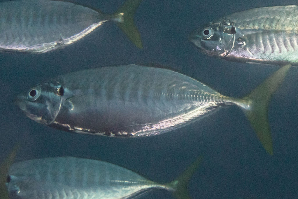 Barred Yellowtail Scad