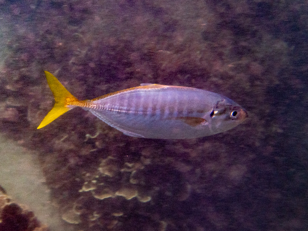 Barred Yellowtail Scad