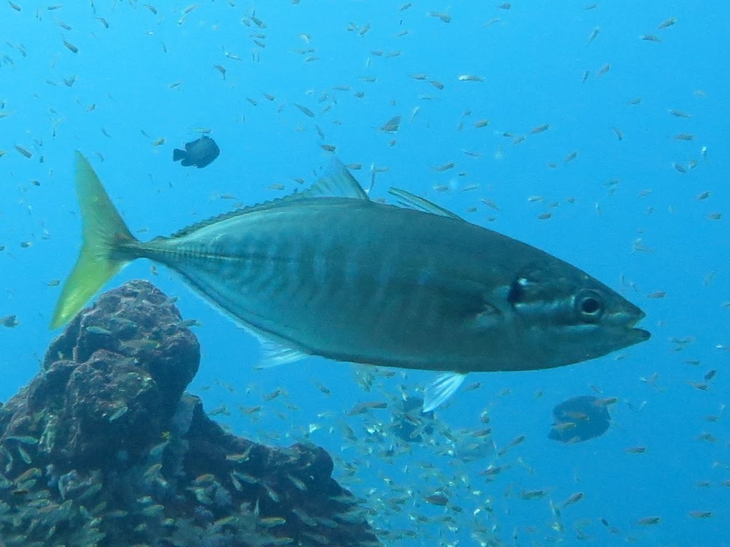 Barred Yellowtail Scad