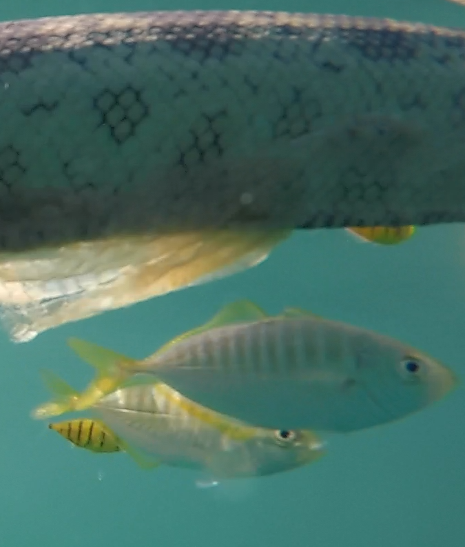Barred Yellowtail Scad