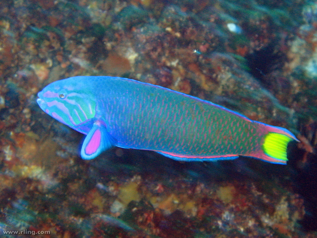 Moon Wrasse