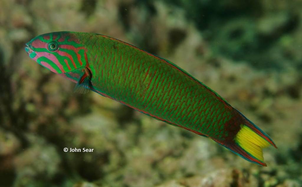 Moon Wrasse